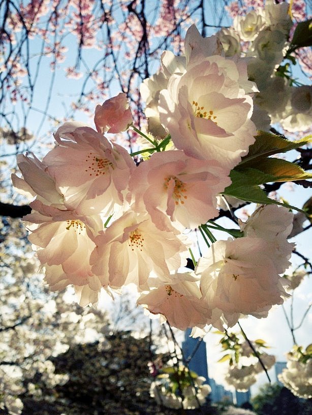 新宿御苑复瓣的樱花 - 白妙