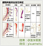 临床笔记 l 腰椎间盘突出定位体征