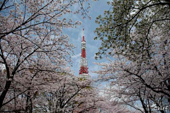 菀迩流年采集到风景