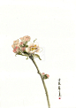 【时花】明信片，手绘，水彩，花，中国风