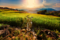 Chatrawee Wiratgasem在 500px 上的照片Terraced Paddy Field