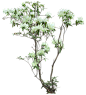 植物素材png