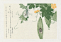 1788年浮世绘大师Kitagawa Utamaro绘制的《昆虫书》 ​​​​