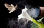 currentsinbiology:

City Smells Confound Flower-Seeking Moths (NY Times)
Car exhaust and other urban fumes can disrupt moths’ ability to make their way to flowers, a new study reports.
“The flowers occur in patches that can be kilometers away, and these m