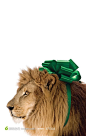扎绿花的狮子电影动物园海报
