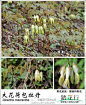 Dicentra macrantha 大花荷包牡丹
#踏花行十周年##罂粟科野花#14、大花荷包牡丹Dicentra macrantha，荷包牡丹属。多年生草本，高60-90厘米。叶互生，三回三出分裂。花多朵排成聚伞状总状花序，花淡黄绿色或绿白色。花期4-7月。分布于湖北、四川、云南和贵州。生长在海拔1500-2700米的林下湿润处。（摄影：@duckuly）