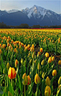 ✮ Tulip Mountain, British Columbia, Canada