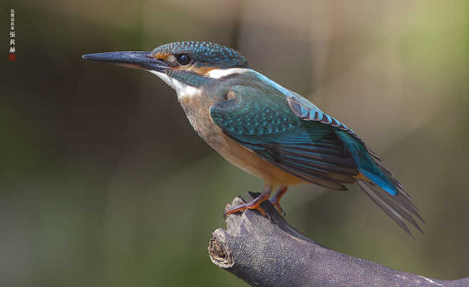 common kingfisher by...