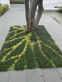 青青饿采集到商业植物