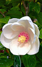 Magnolia Sieboldii