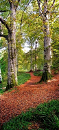 Cawdor Big Wood near Cawdor Castle in Nairnshire, Scotland • photo: Joe Macrae on FineArtAmerica: 