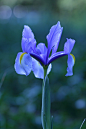 Photograph Summer flower by Sueo Takano on 500px