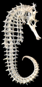 Seahorse skeleton