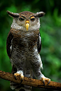 Owl.