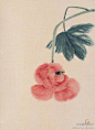 中国书画艺术：齐白石 作品 《芙蓉蜜蜂》