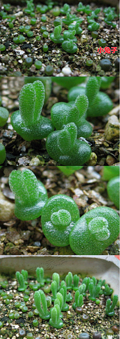 石榴家居采集到超萌植物