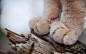 治愈系图片：萌萌的猫爪图片 (3)