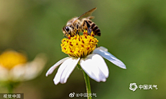 紫羽巫窩采集到✿鸞翔鳳集