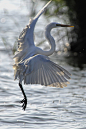 Photograph Great Egret by Cristobal Garciaferro Rubio on 500px