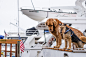 Dog, boat, pet and animal HD photo by jesse orrico (@jessedo81) on Unsplash : Download this photo in Roche Harbor, United States by jesse orrico (@jessedo81)