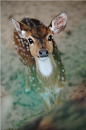 日本奈良一直以鹿闻名，小鹿能够走上街头和人若无其事的讨食，温柔又灵气的小鹿来治愈下。