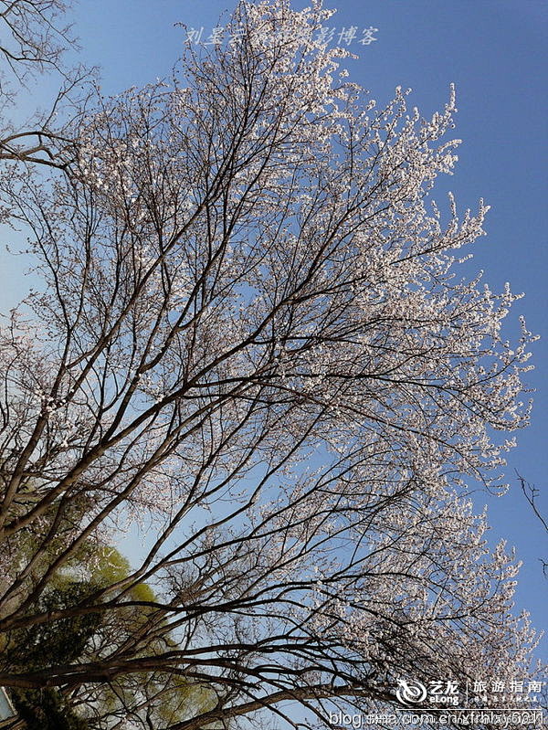 桃花依理笑春风梨花一枝春带雨特摄, 刘星...