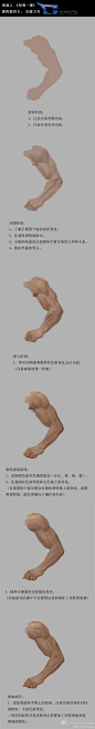 手臂的画法.jpg (1000×7656)