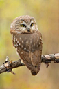 Northern Saw-whet Owl by Daniel Cadieux