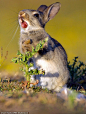 英国一只小兔子饥不择食的啃了一颗带刺的草之后表情瞬间的变化，看着都心疼！#漫画# ​​​​