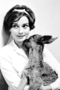 Audrey Hepburn with her pet deer, Ip.