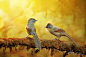 Sasi-smit：浓郁色彩美如油画的鸟类摄影_组图-蜂鸟网
