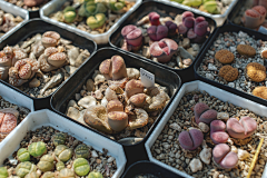 Eway元吉采集到生石花Lithops