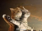 [] 萌宠部落格猫咪版，泰坦尼克，有木有。（喜欢请关注❣@萌宠部落格 ）来自:新浪微博