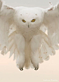 Snowy Owl 