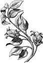 Plants : Scratch board illustrations of plants. The style is similar to a woodcut or engraving.