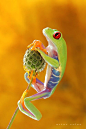 Cute Red Eyed Tree Frog