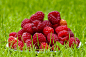 General 2048x1362 food raspberries fruit macro