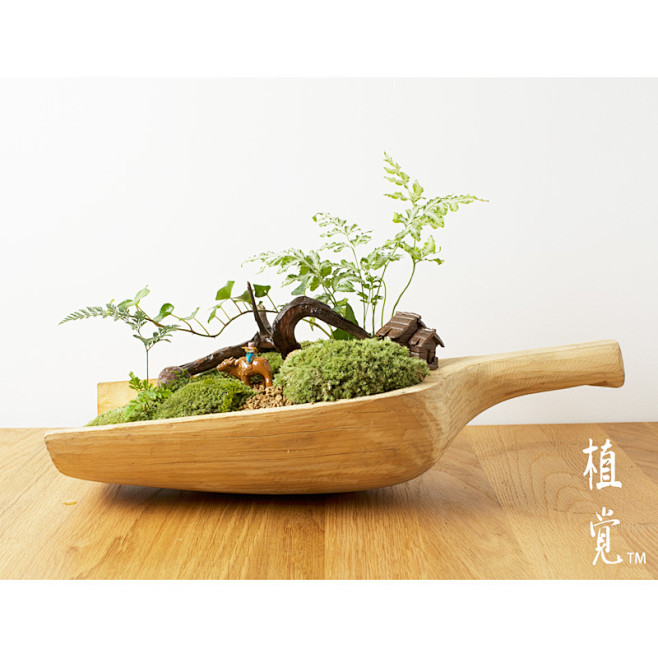 植觉 苔藓微景观绿植 【木童】 苔藓生态...