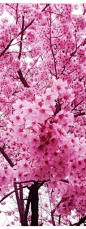 cherry blossoms