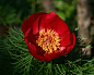 Paeonia tenuifolia。细叶芍药。