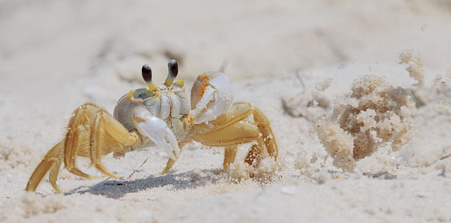 Ghost Crab by Elizab...