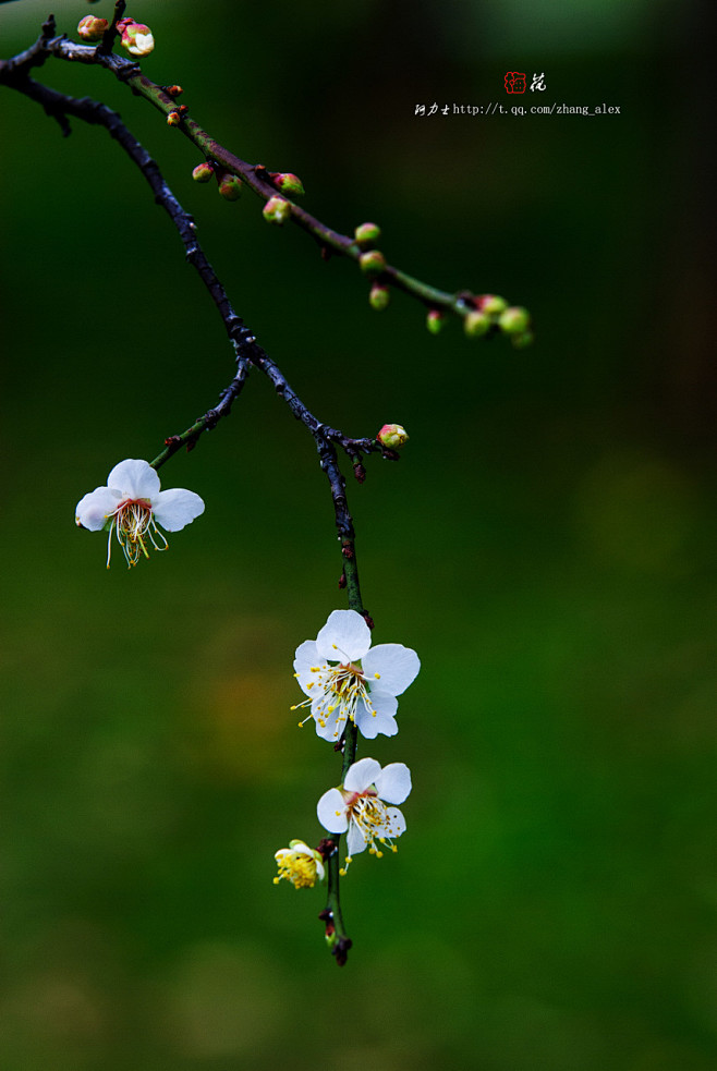 【花界】数点梅花天地春 - Nikon ...