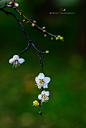 【花界】数点梅花天地春 - Nikon SLR/DSLM论坛 - 色影无忌 -