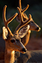 ♂ Wildlife photography #deer #animals