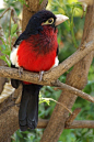 鴷形目·非洲拟啄木鸟科·非洲拟啄木鸟属：双齿拟鴷