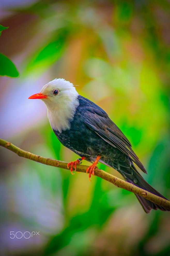 White-headed by Emad...