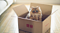 Ben Torode animals blue eyes boxes cats wallpaper (#2528657) / Wallbase.cc