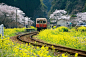 行驶在一片乡间美景中的火车们
千叶，日本。