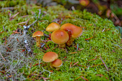 鸡蟹师采集到Mushroom