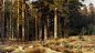 Shishkin-3840x2160-003.jpg (3840×2160)